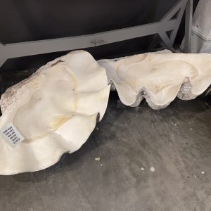 Giant Clam Shell (Tridacna Gigas) Pair