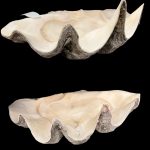 Giant Clam Shell (Tridacna Gigas) Pair